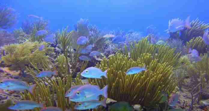 Great-Barrier-Reef-Australia