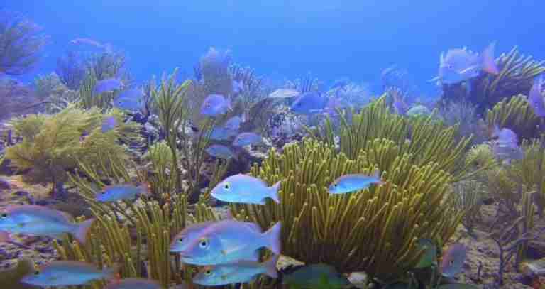 Why Should We Visit The Great Barrier Reef In Australia?